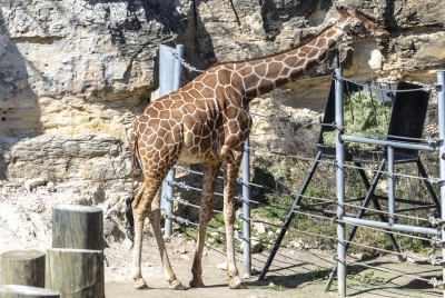 SA Zoo Giraffe 2025